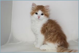 Male Siberian Kitten from Deedlebug Siberians